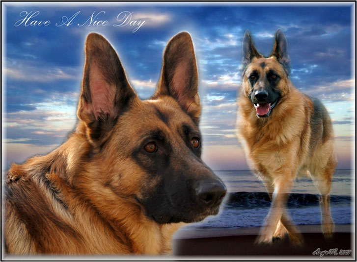 GSD wallpaper Forrest