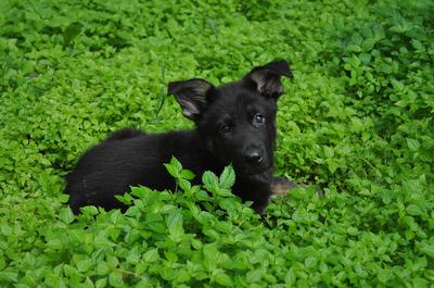 Black German Shepherd Puppy, Kain