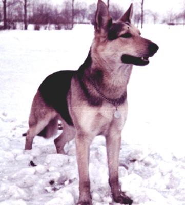Moocher, my first German Shepherd