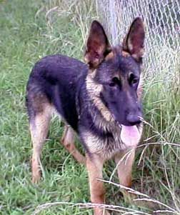 GSD Joe at fence