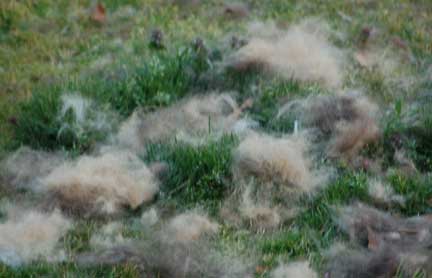 Why Is My Dog S Hair Coming Out In Clumps Why Is My Dog S Hair Coming Out In Clumps