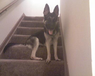 She loves sitting on our stairs like this!