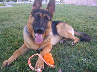 GSD Caine
