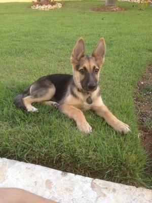 What a cute German Shepherd puppy don't you agree?!