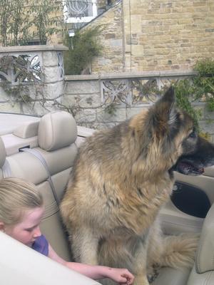 Happy days, German Shepherd Buster with Paige