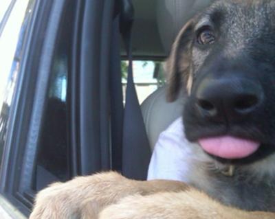 on our way to a nearby off-leash park