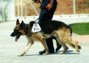 GSD police dog