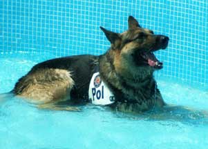 GSD police dog