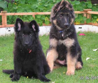 puppies german shepherd