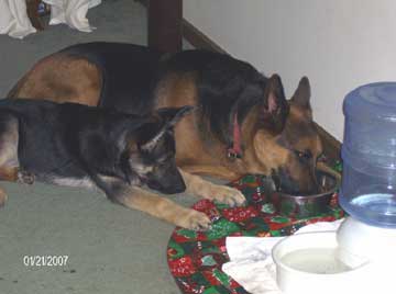 GSD 