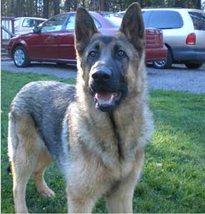 sable GSD