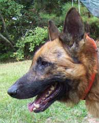 GSD Shep
