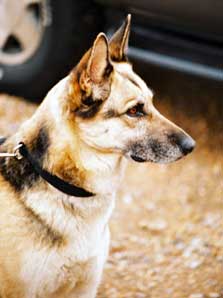 GSD