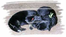 1 wk old GSD pups
