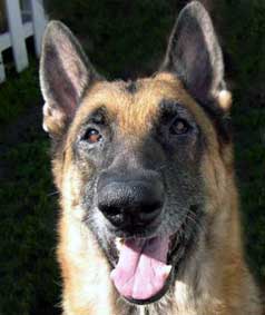 GSD Smiling