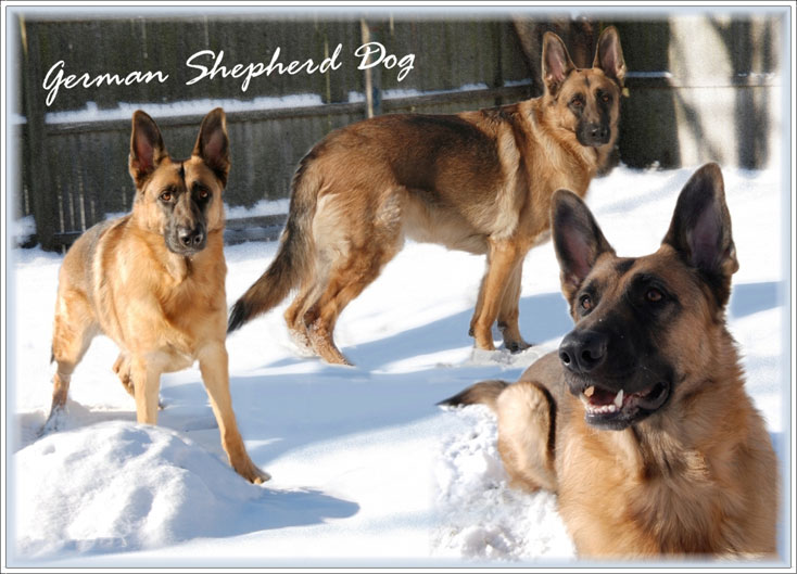 GSD Snow wallpaper