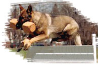 GSD jumping