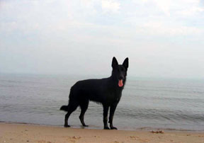Black GSD