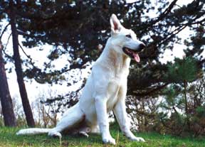 white GSD sitting