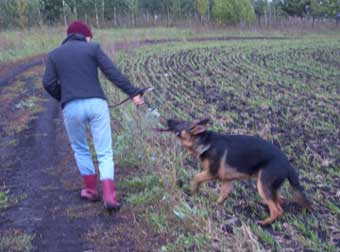 German Shepherd walking master