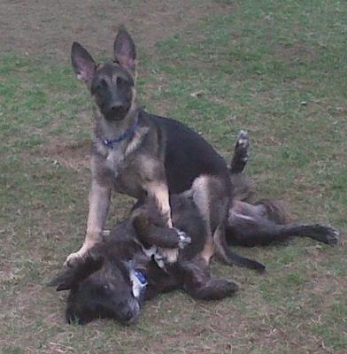 German Shepherd puppy Kane and friend