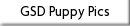 GSD Puppy Pics