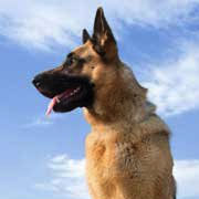 When To Switch To Adult Food In German Shepherd Puppies
