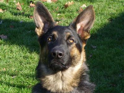 11 week old german shepard male