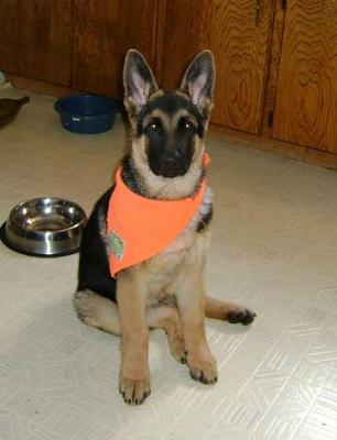 16 weeks old German Shepherd puppy Diesel