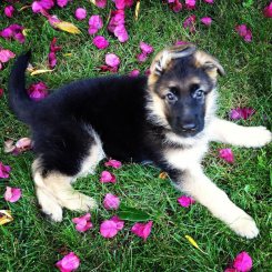 German Shepherd puppy, Titus