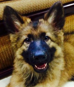 German Shepherd pup smiling