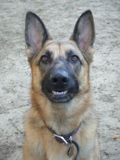 GSD Rufus