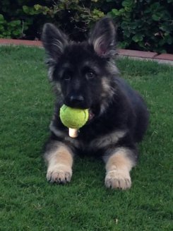 GSD Puppy with Tennis Ball