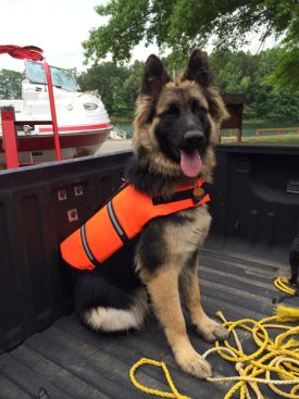 GSD in lifejacket