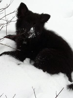 3 Months Old Long Haired Black German Shepherd