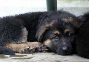 german shepherd puppy supplies