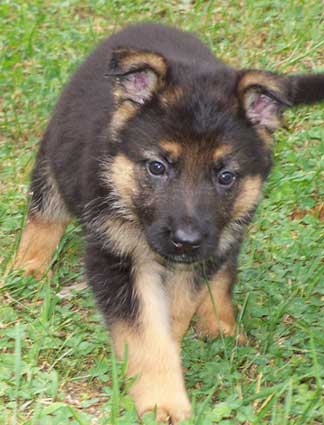 gsd 1 month puppy