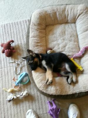 German Shepherd puppy Elsa 