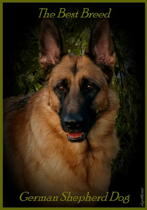 Great GSD Wallpapers - German Shepherd Wallpapers Great GSD Wallpapers - German Shepherd Wallpapers