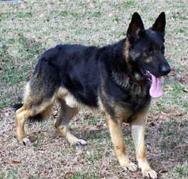 faded bicolor german shepherd