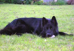 Solid Black German Shepherd Solid Black Gsd