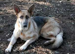 blue german shepherd