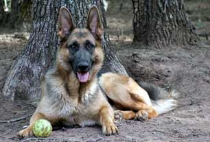 german shepherd coat colors alsatian coat colors