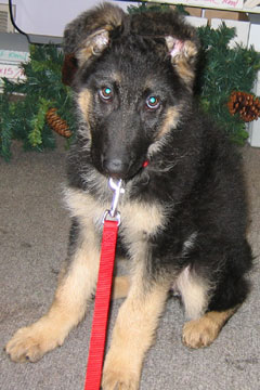 German Shepherd Growth Chart By Week