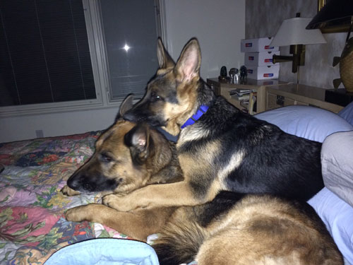 2 German Shepherdson bed