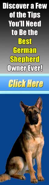german shepherd in heat diapers