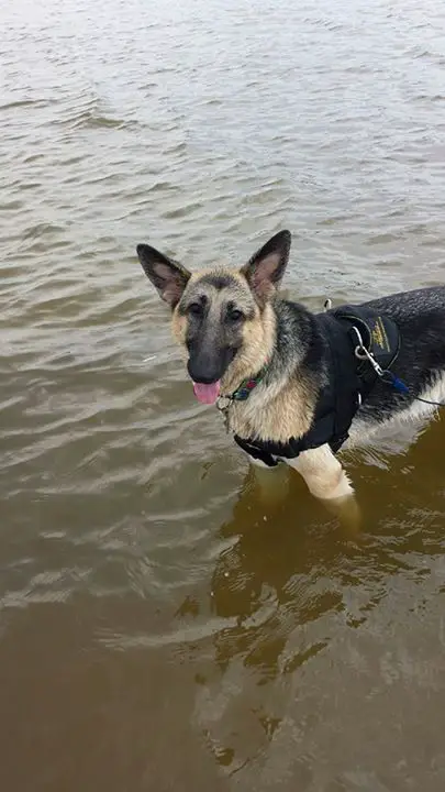 German Shepherds in water