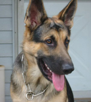 german shepherd rescue phone number