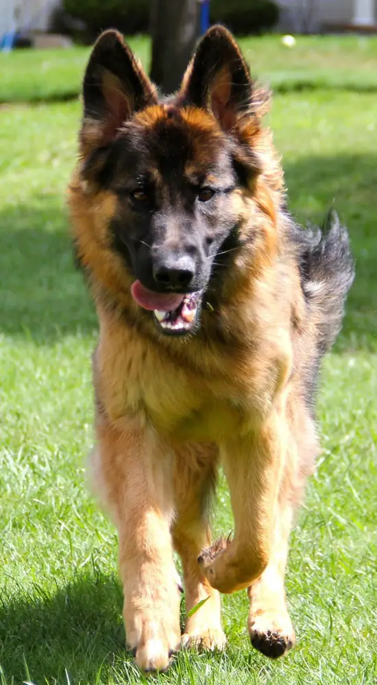 German Shepherd Blair in Action