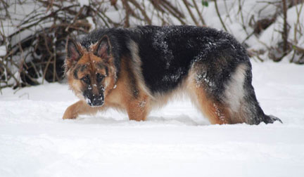 German Shepherd Dog